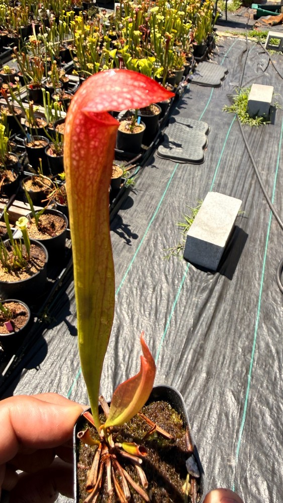 Sarracenia - 🔥🔥Mega Mouth x Minor Okee Giant🔥🔥