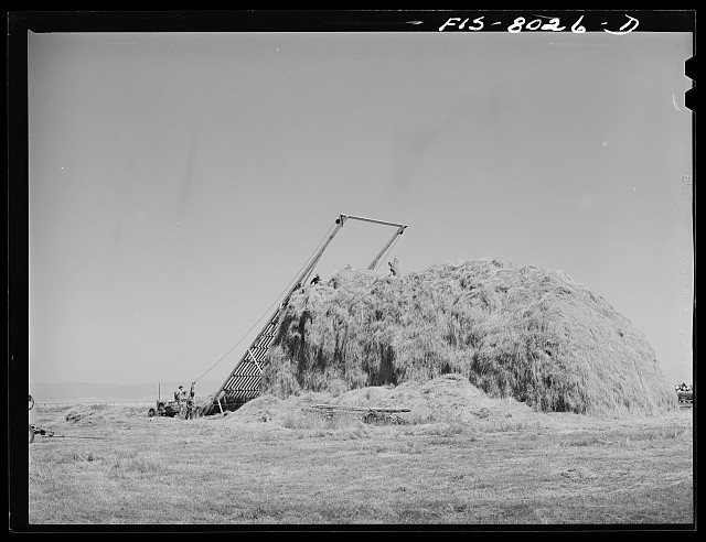 Photo:Big Hole Valley Montana 1942 Hay Stacking Agricultural Scene