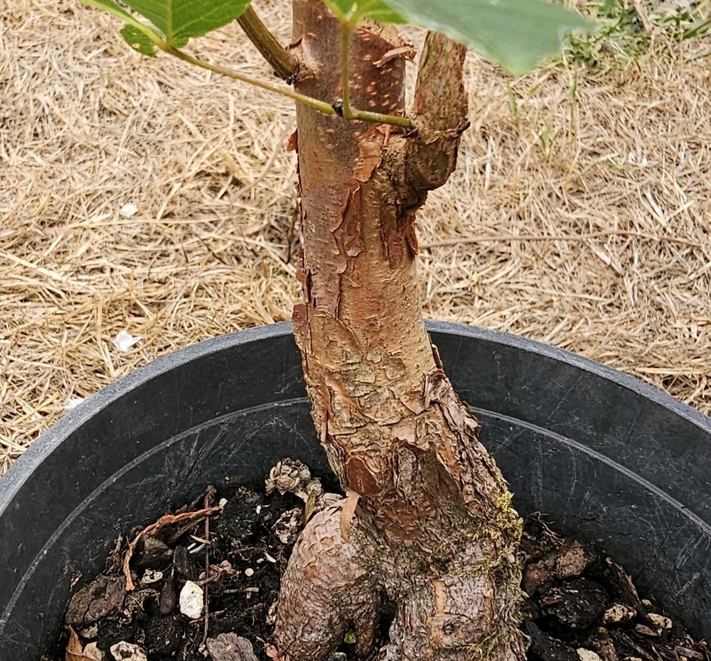 Acer griseum Paperbark Maple Pre-Bonsai Starter Tree-image