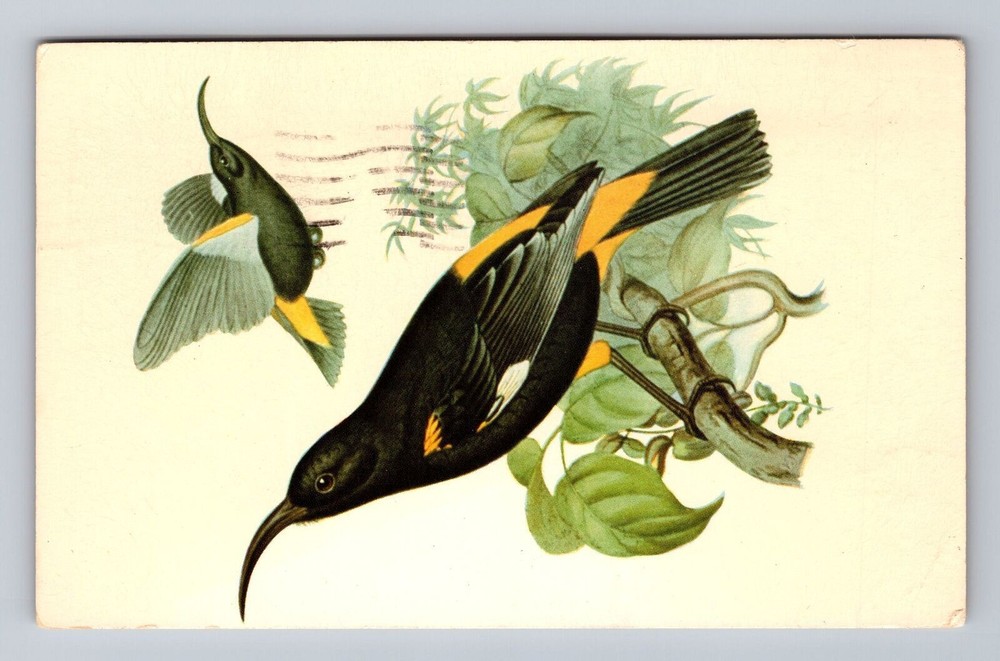 Bird Mamo Vintage Postcard