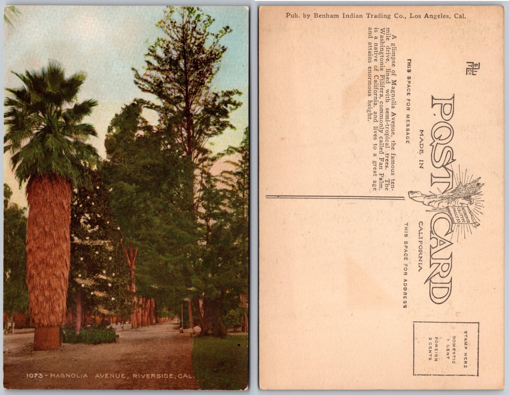 Magnolia Avenue Riverside CA Palm Trees Postcard