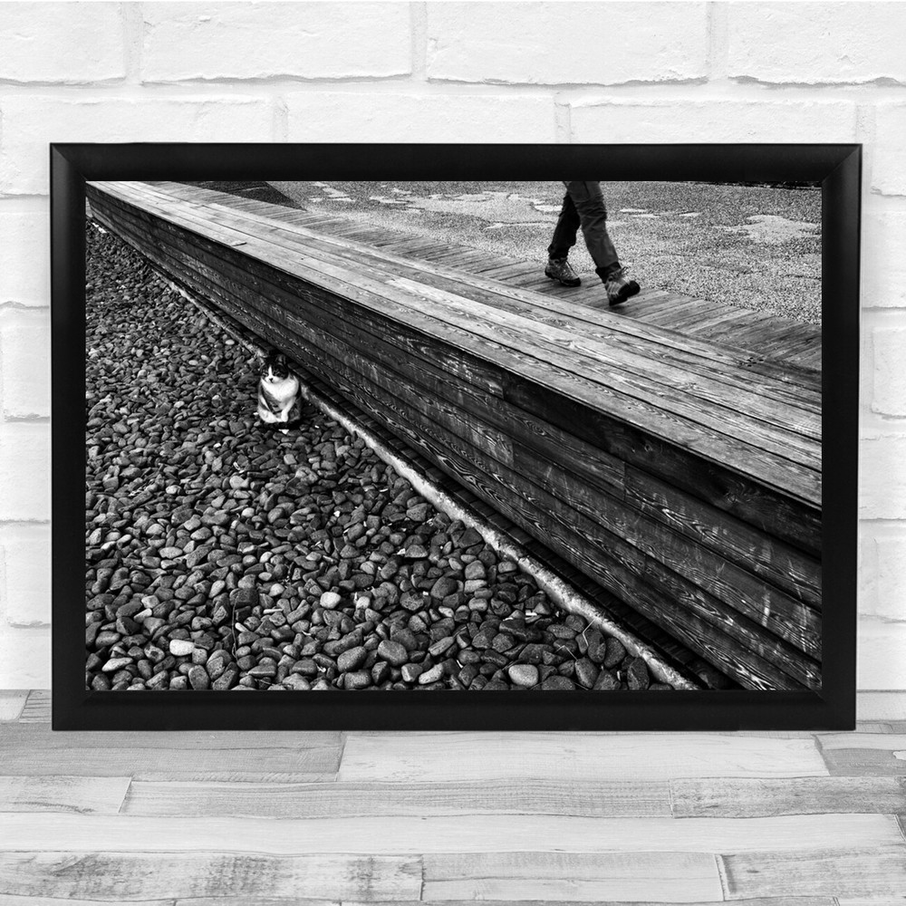 Cat Cats Street Walk Walking Leg Legs Feet Animal Animals Wall Art Print