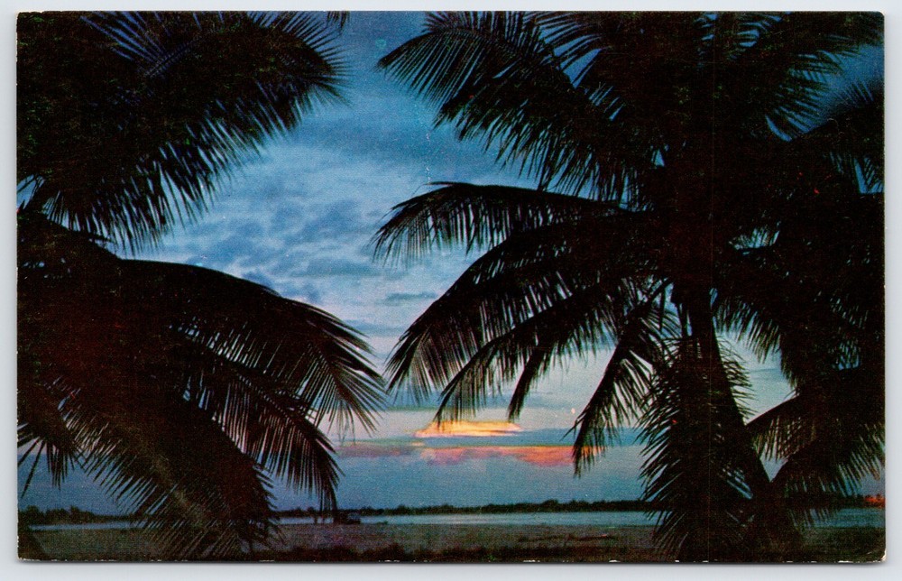 Postcard Coconut Palms Against The Setting Sun In Romantic Florida Unposted