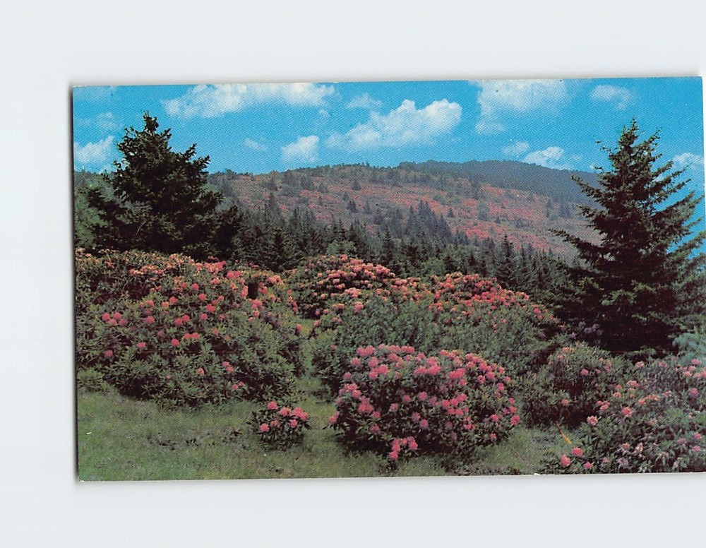Postcard Rhododendron in Full Bloom on Roan Mountain North Carolina