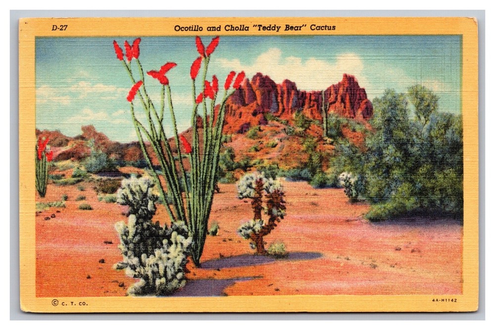 Phoenix, AZ Arizona, Ocotillo and Cholla 
