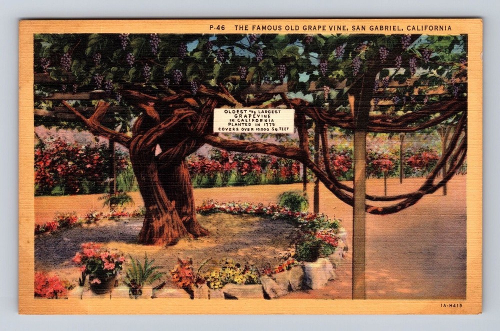 San Gabriel CA-California, The Famous Old Grape Vine Antique, Vintage Postcard