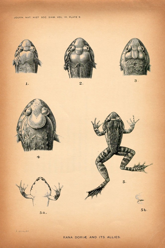 8473.Decoration Poster.Home Room wall interior art design.Toad.Frog drawing