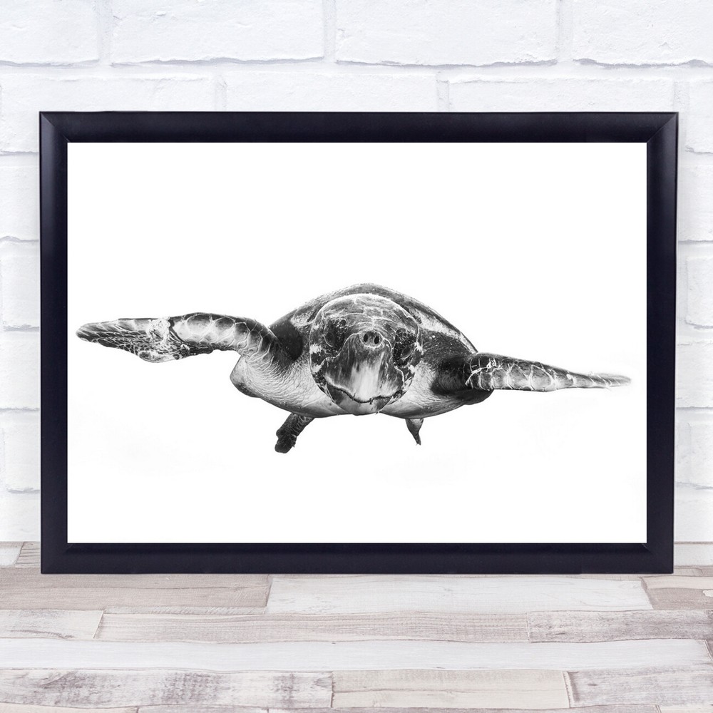 Turtle Underwater Ocean Sea Hawksbill High Key High-Key Black & White Print