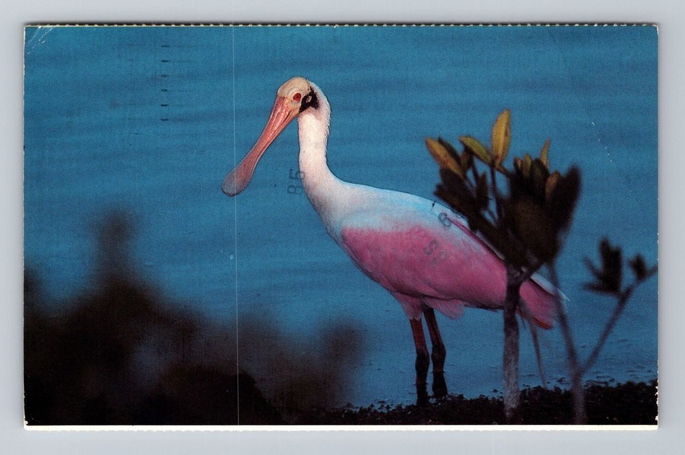 Florida FL Sanibel Roseate Spoonbill Darling Wildlife Refuge Vintage Postcard