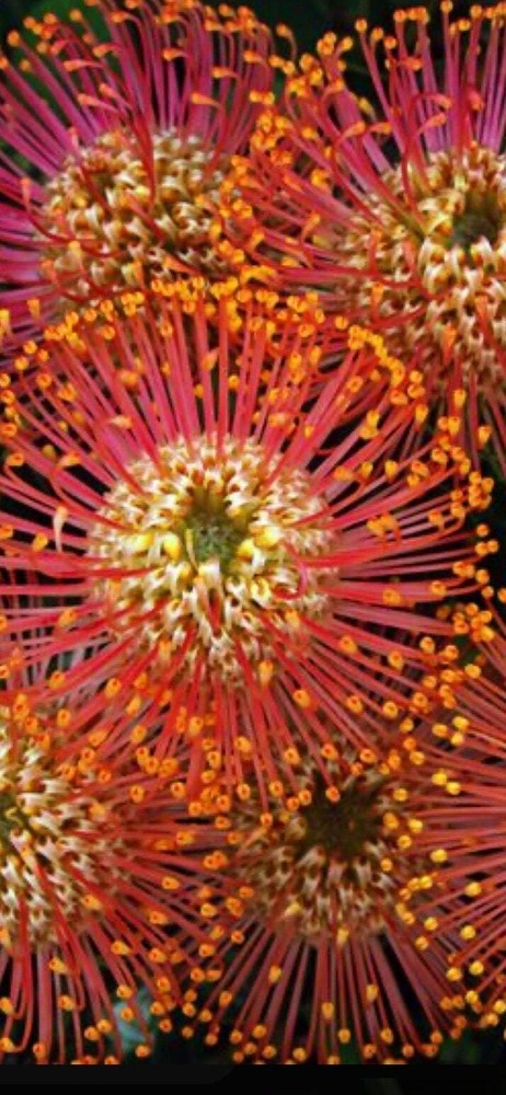 20 firework Asterios flower seeds for spring summer pink Yellow White colorful