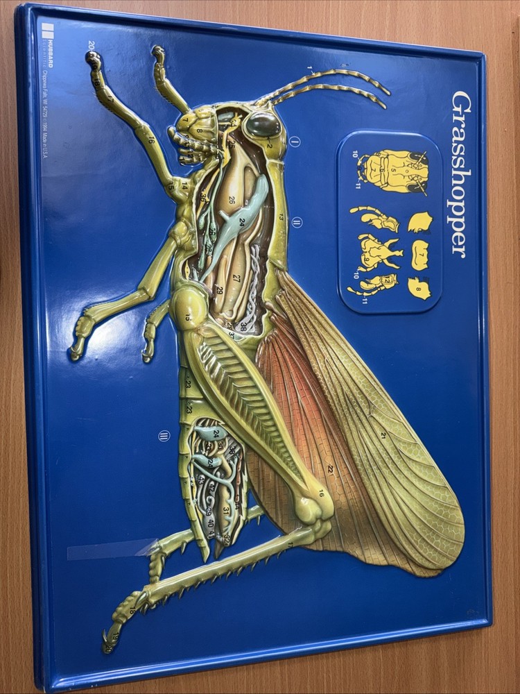 Hubbard Scientific 3-D Grasshopper  Anatomy Model Chart 1994