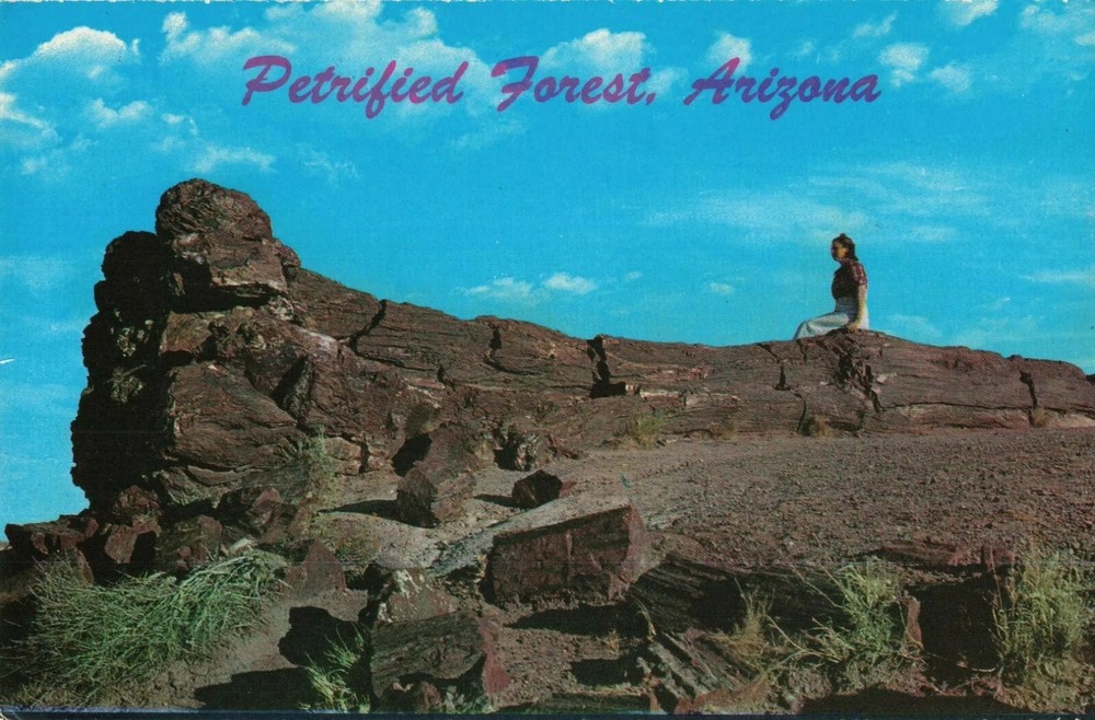 Old Faithful Log - Petrified Forest National Park - Arizona AZ - Postcard