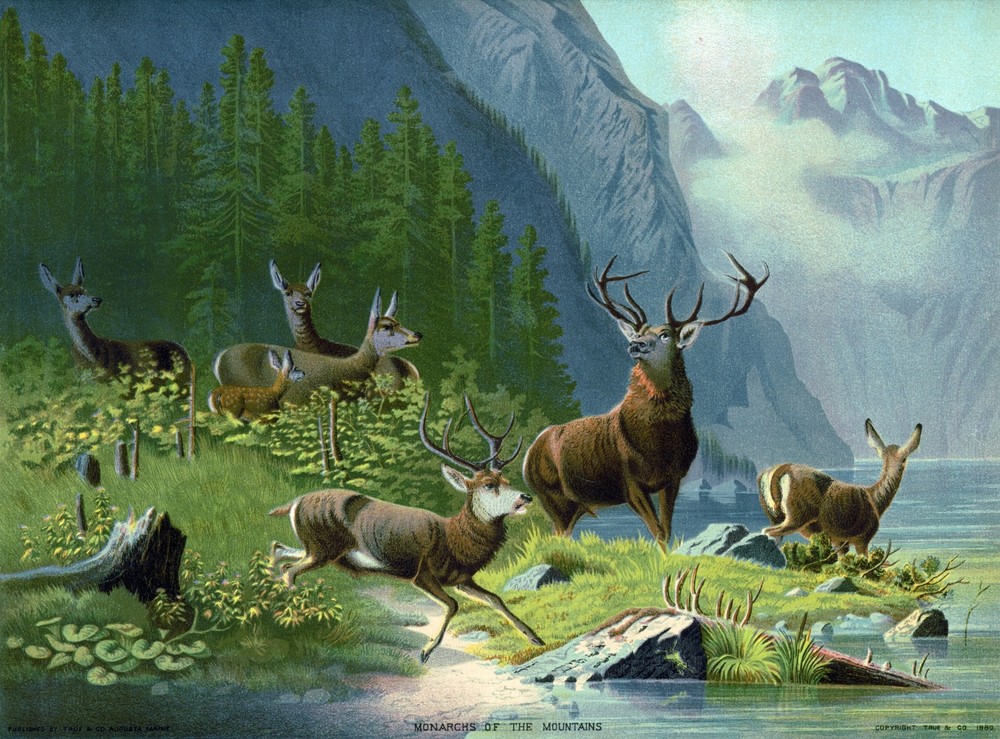 9482.Decoration Poster.Room Wall art.Home decor.Monarchs of the mountain.Deers