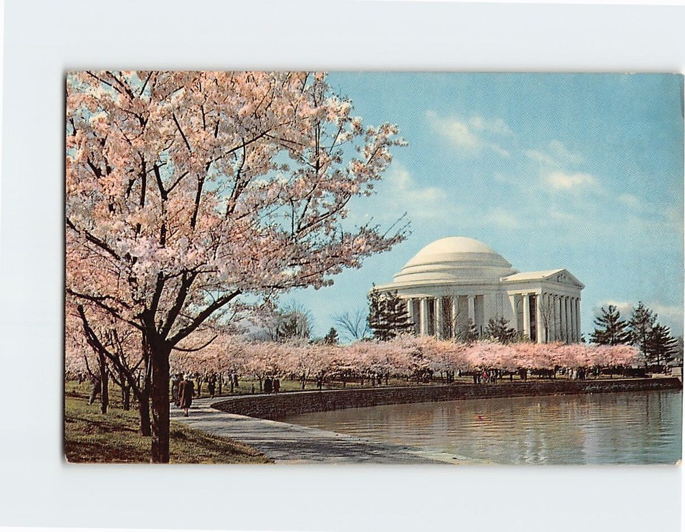 Postcard The Jefferson Memorial at Cherry Blossom Time Washington DC