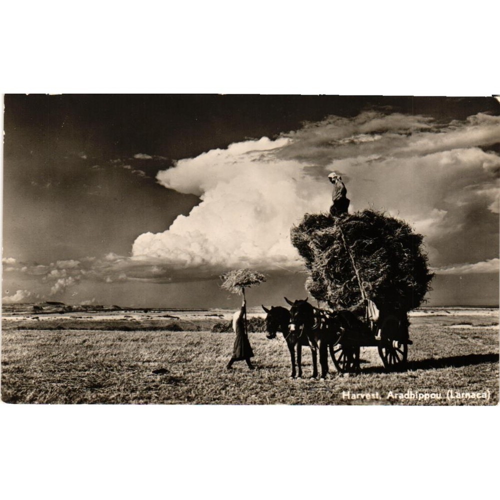 VTG Harvest Aradippou Larnaca Cyprus Postcard Black White Photo Holland Print