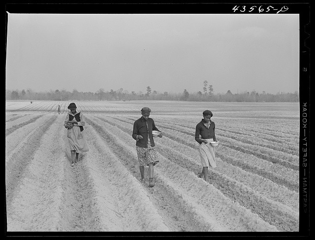 Photo:Moncks Corner South Carolina 1941 Corn Planting Plantation Workers