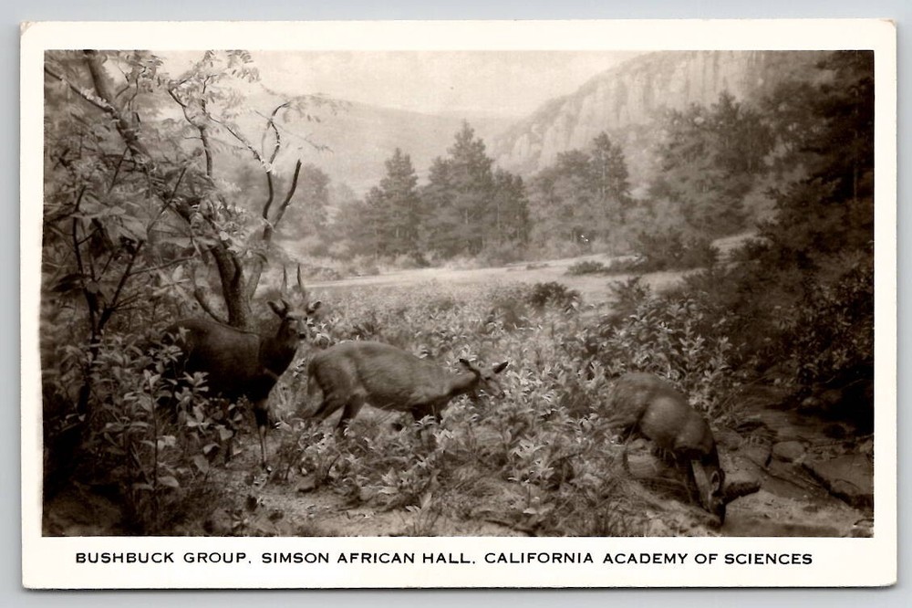 RPPC Bushbuck Group Simson African Hall CA Academy Of Science Postcard B43-image