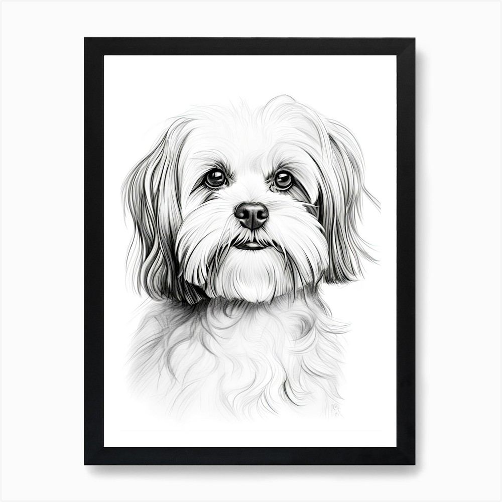 Shiba Tzu Dog, Line Drawing 3 Art P Framed Wall Art Poster Canvas Print Picture
