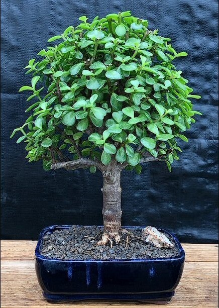 Portulacaria Afra Bonsai Tree Live Jade Indoor Succulent Elephant Bush 12