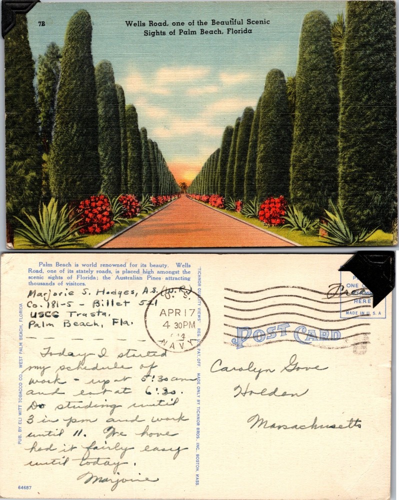 Wells Road Tree Lined Avenue Palm Beach Florida FL Postcard
