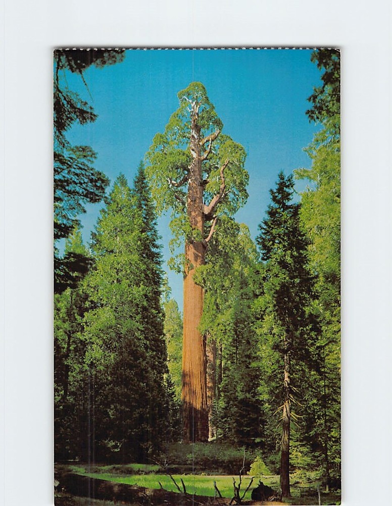 Postcard General Grant Tree Kings Canyon National Park California USA