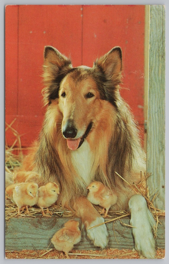 Animal~Collie Watching over Chicks~Vintage Postcard
