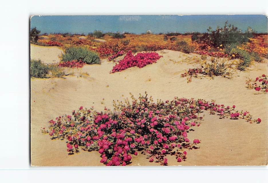 Postcard Desert Verbenas Sand Dunes USA North America