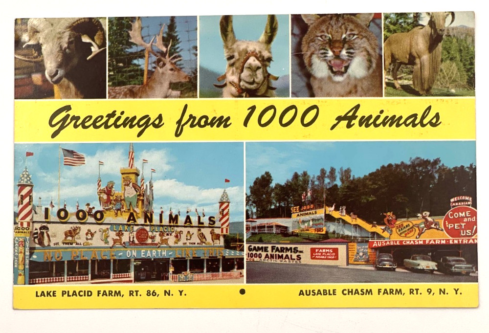 Lake Placid Farm, Ausable Chasm, Greetings From 1000 Animals, New York Postcard