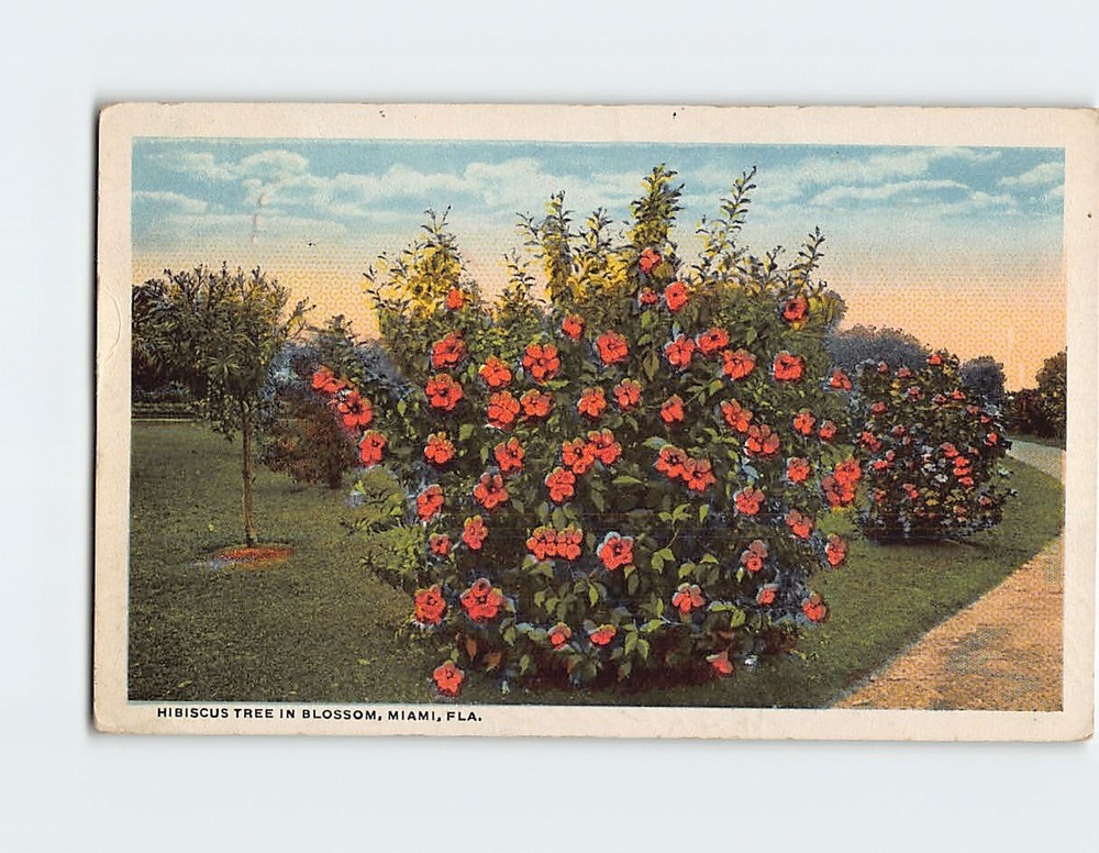 Postcard Hibiscus Tree in Blossom Miami Florida USA