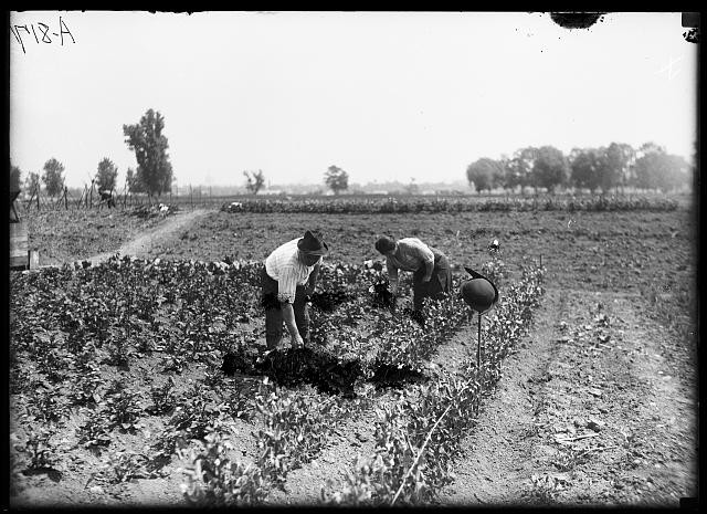 Photo:Farm Workers in Field 1910s Rural Agriculture Photo