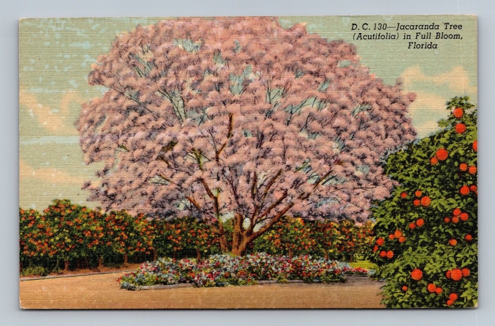 Vintage Florida Jacaranda Tree in Full Bloom Linen Postcard