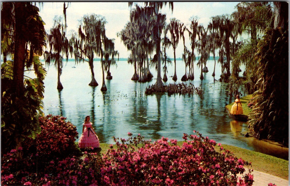 Cypress Gardens Florida Lake Eloise Spanish Moss Vintage Chrome Postcard