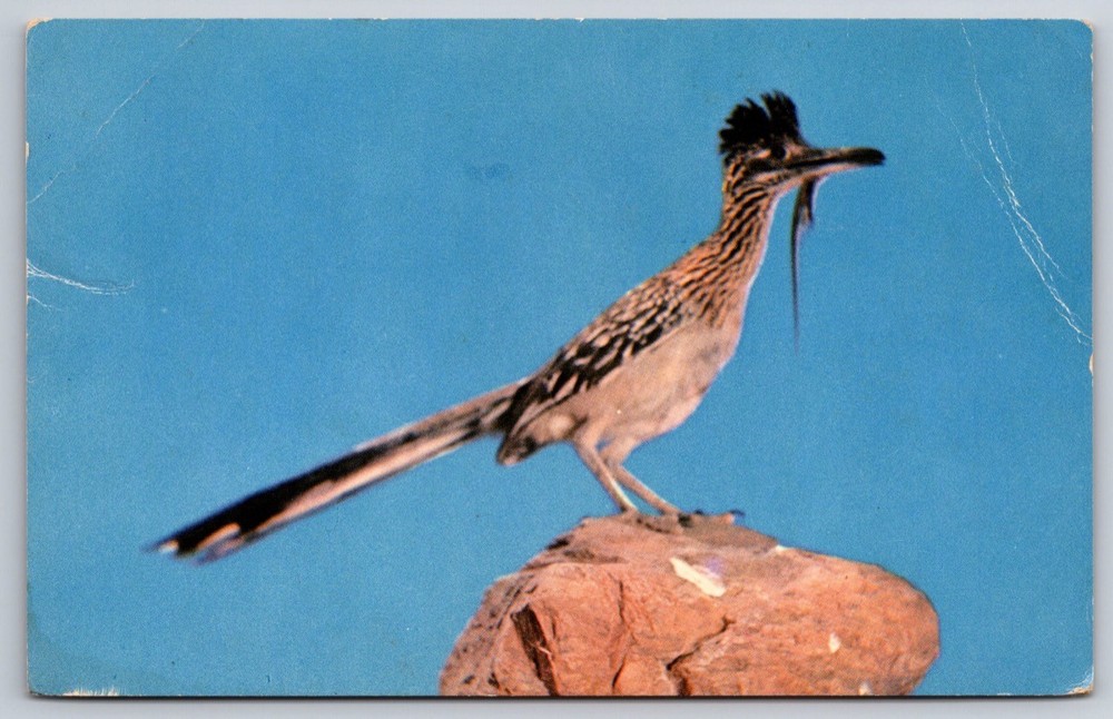 Arizona Postcard Desert Road Runner USA Unposted Vintage View