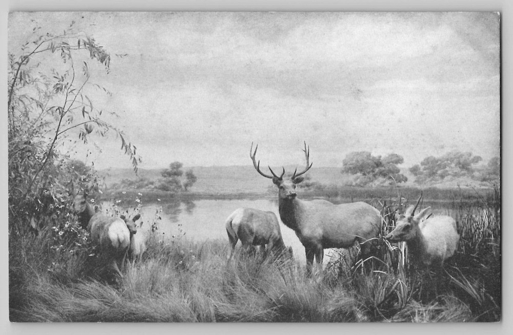 Valley Elk Museum California Academy of Sciences Vtg Postcard San Francisco CA-image