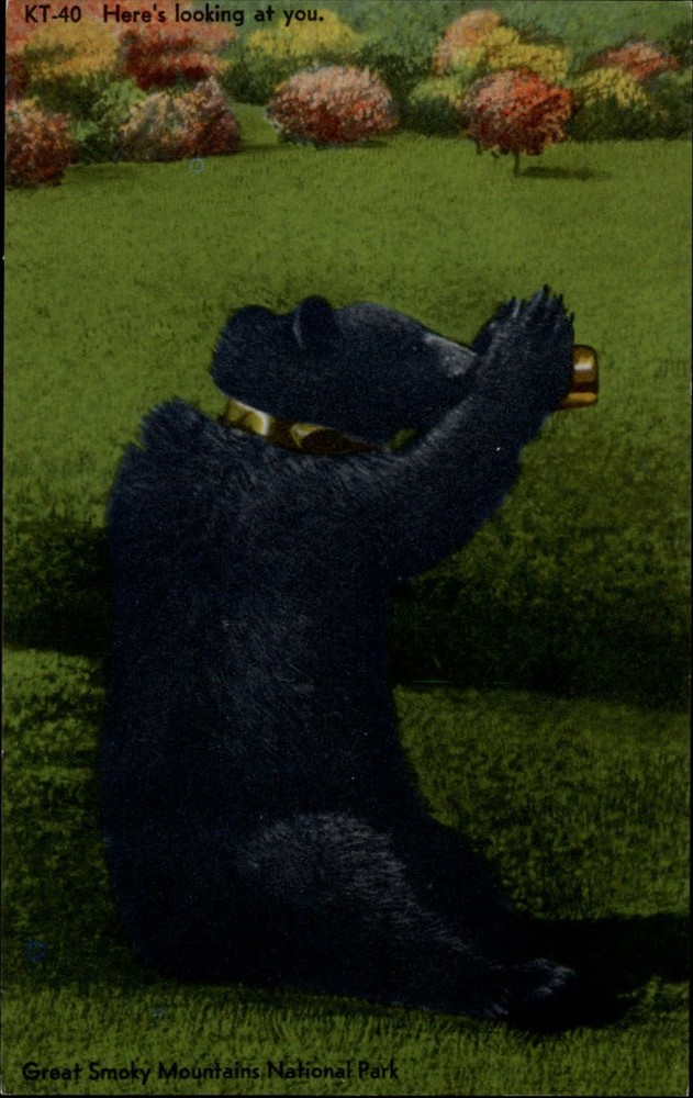 Tennessee Great Smoky Mountains National Park bear ~ postcard sku635