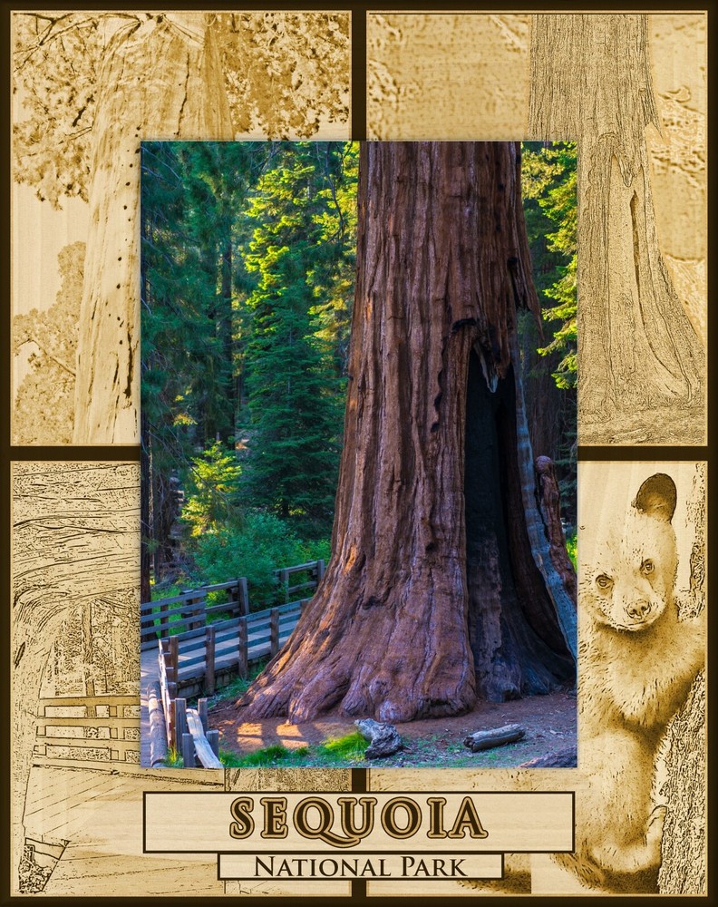 Sequoia National Park Laser Engraved Wood Picture Frame Portrait (4 x 6)