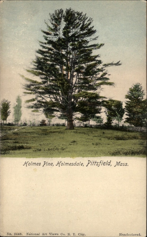 Pittsfield Massachusetts ~ Holmesdale ~ Holmes pine tree ~ UDB postcard sku573