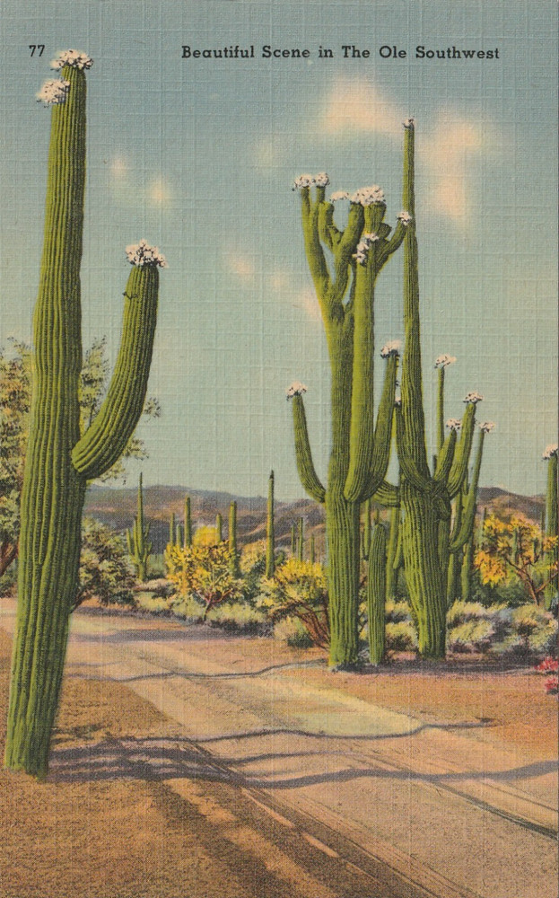 Vintage linen Postcard Beautiful Scene In the Ole Southwest Cactus A 7968
