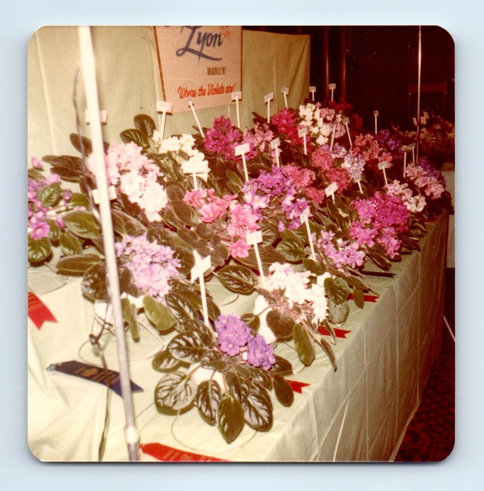 Old Vintage Square Color Photo LYON VIOLETS FLOWERS NEW YORK SNAPSHOT PIC