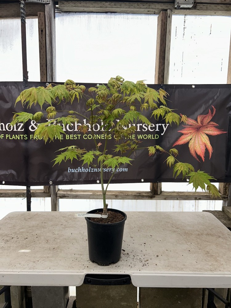 Acer shirasawanum ‘Magic Moon’ Variegated Full Moon Japanese Maple 1 Gallon