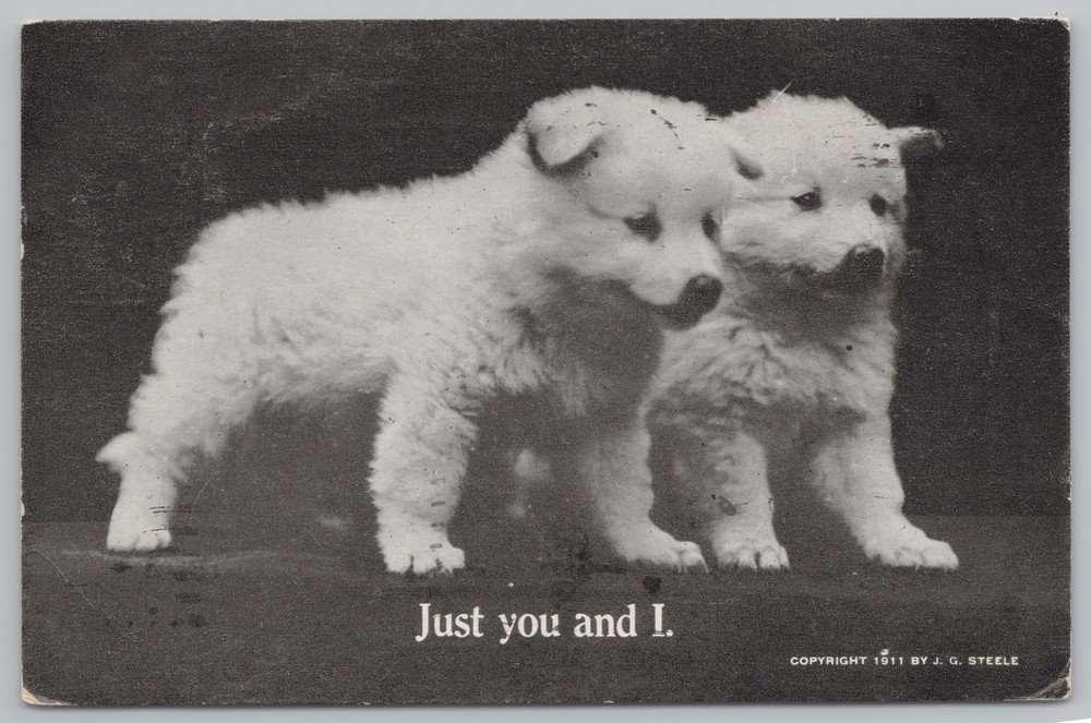 Animal~Two White Puppies Just You & I B&W Card~Vintage Postcard