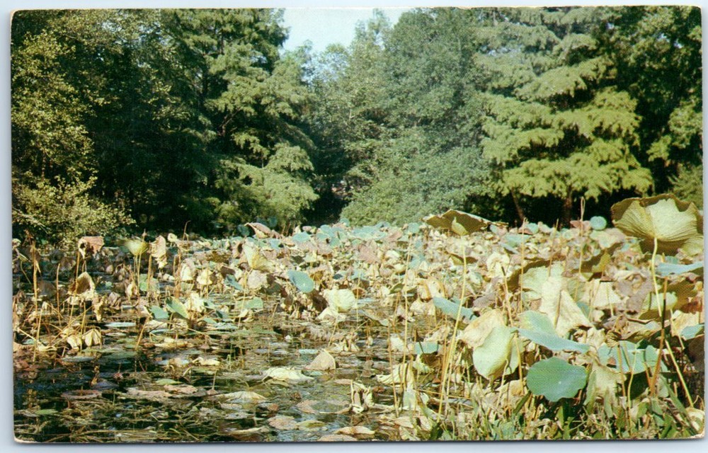 Postcard - Lily Pond In The Sam Houston Park At Huntsville, Texas