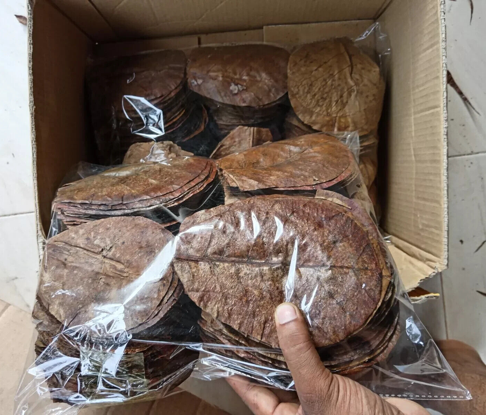 100Pcs Premium Almond Leaves 6