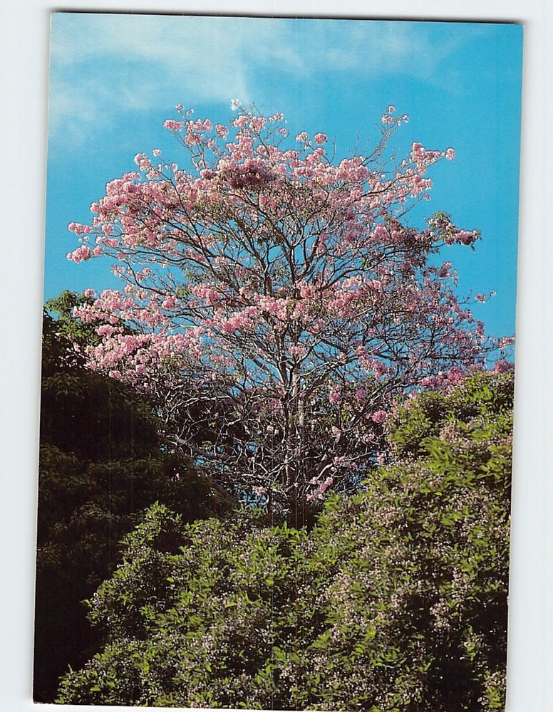 Postcard Fairchild Tropical Garden Miami Florida USA