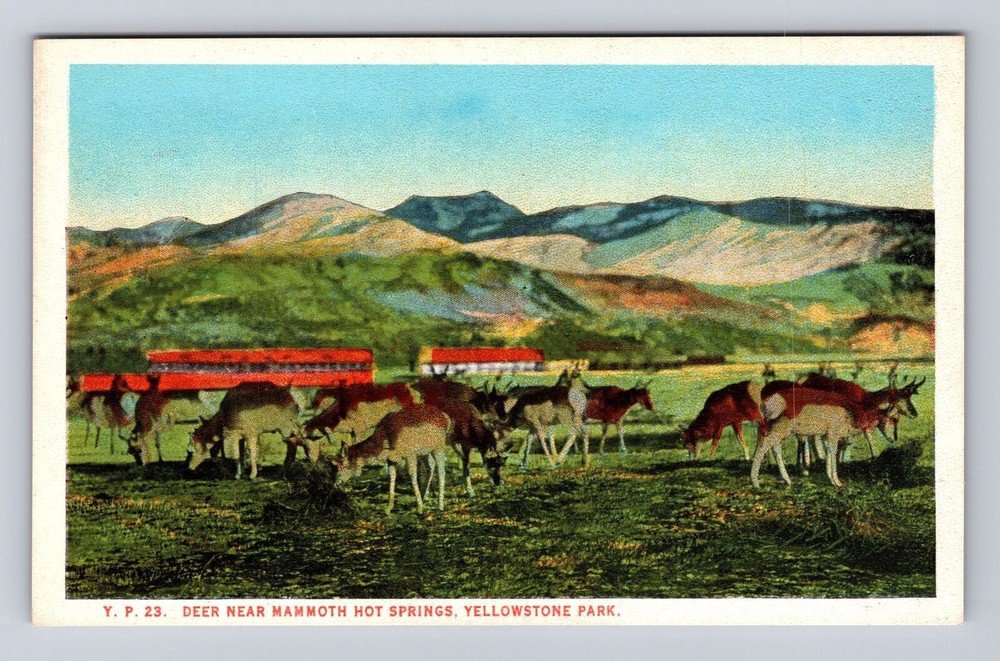 Yellowstone Park WY-Wyoming, Deer Near Mammoth Hot Springs, Vintage Postcard