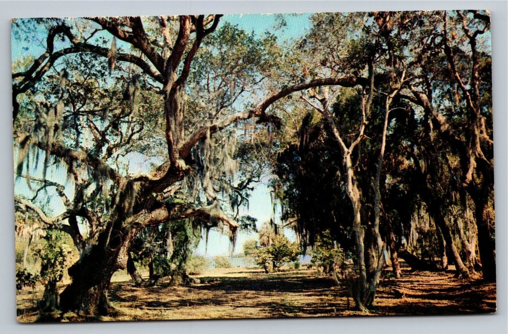 Vintage Florida Oaks and Spanish Moss Postcard Overlooking Bay