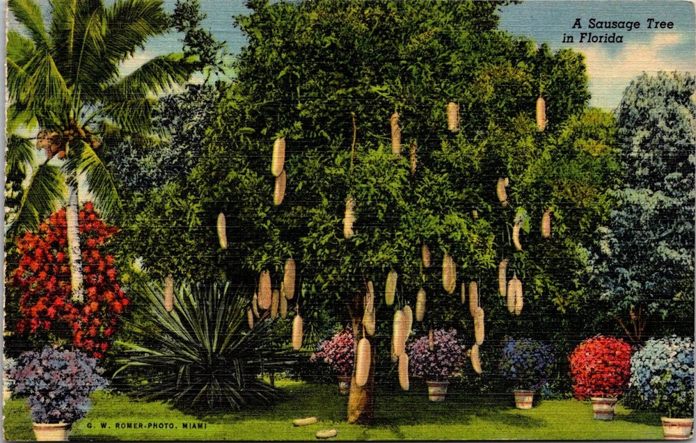 Dr Jim Stamps Postcard A Sausage Tree In Florida Linen Unposted