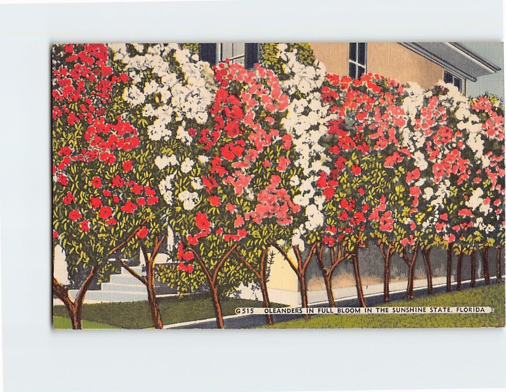 Postcard Oleanders in Full Bloom in the Sunshine State Florida USA