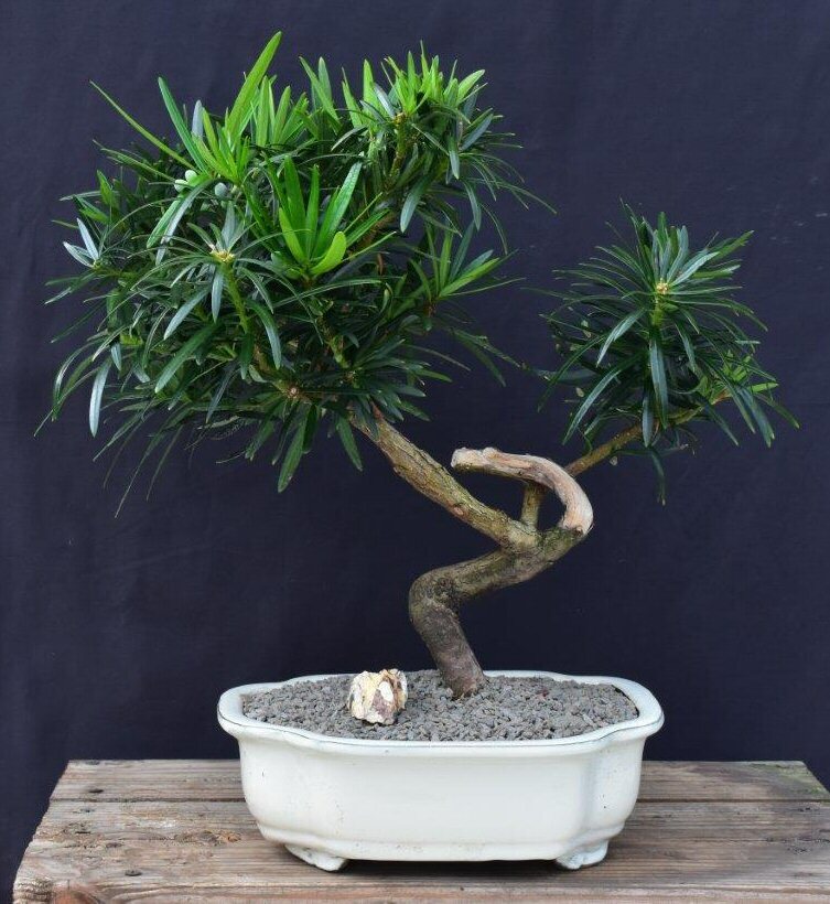 Podocarpus Macrophyllus Bonsai Tree Indoor Flowering 20