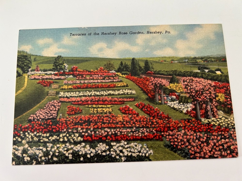 Terraces of the Hershey Rose Garden Hershey Pennsylvania Postcard